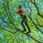 tree removal