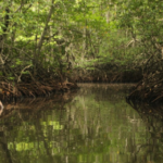 sundarban trip