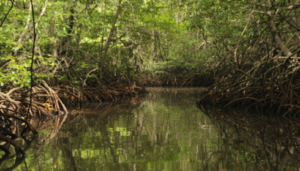 sundarban trip