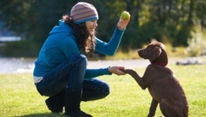 Obedience coaching for rescue puppies